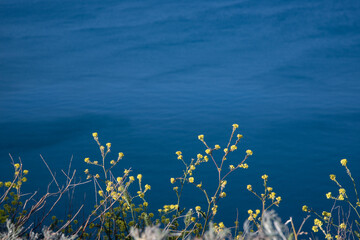 Beautiful spring flowers on the background of the sea. Seascape with colorful flowers.