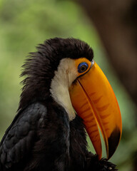 🇧🇷 Joaquim Egídio/SP • Brasil
📸 Felipe Andreucci