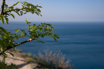 Beautiful spring flowers on the background of the sea. Seascape with colorful flowers.