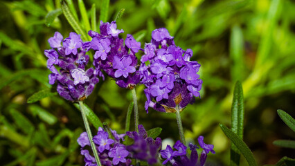 Herb Garden - Lavender