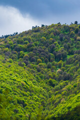 Fototapeta na wymiar Spring landscape with forest and mountains, Armenia