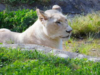 African lioness resting on the grass near the stones