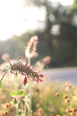 Obraz premium wildflower by the roadside