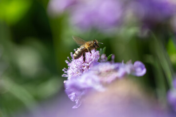 Close-up of a bee flying in front of a purple scabiosa blossom