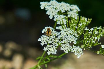 A red fly crawls on yarrow flowers