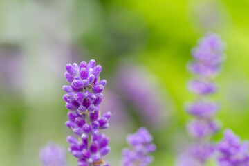 Close-up of buds of blue lavender