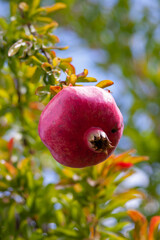 Pomegranate on branch