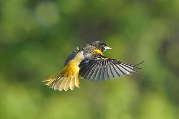 Baltimore Oriole mated pair of male and female takihg off, landing and flying around the oranges and hummer feeder and grape jelly on rainy summer afternoon'
