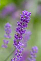 Close-up of buds of blue lavender