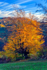 Landscape overview over forest during autumn day. 