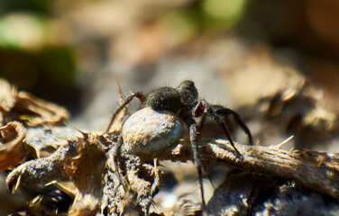 The wolf spider runs in search of food.      