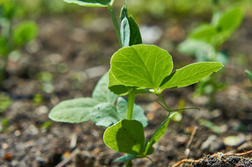 Sprouted young peas in early summer.