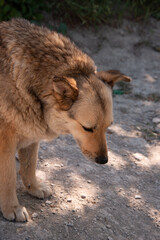 Stray good brown dog. Walking with a pet. Close-up portrait of a dog.