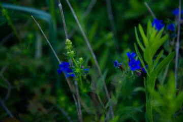 Green grass with blue flowers close-up.
