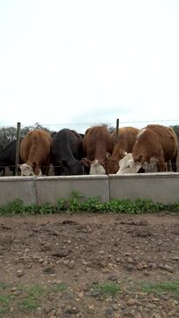 Cows eating balanced feed in a feedlot on a cloudy day