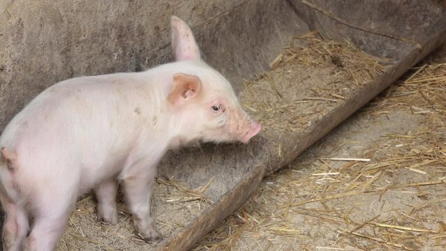 Pink piglet. Pigs in a pigsty on a pig farm. Modern agricultural pig farm