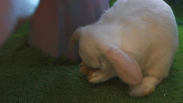 White rabbit on green grass, wash face by paws. Little white bunny. easter concept. High quality FullHD footage