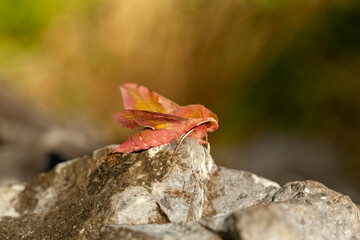 Pink-brown Elephant Moth Hawk Butterfly, Deilephila porcellus