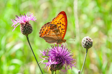Obraz premium Orange butterfly on flower, great spangled fritillary speyeria cybele