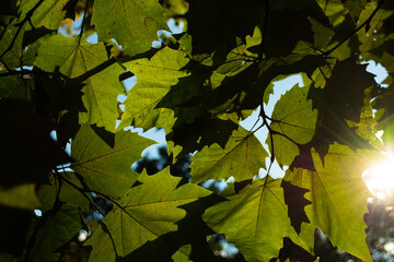 Early morning. The sun breaks through the foliage.