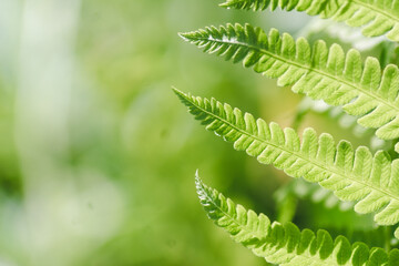 Green fern leaves on blurred natural green background with space for text and copy space. Close up...