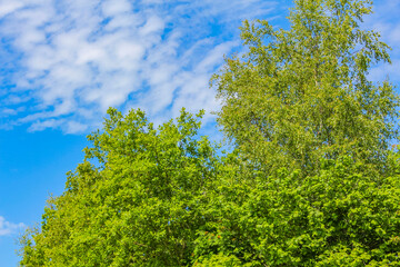 Obraz premium Blue sky with chemical clouds chemtrails on sunny day Germany.