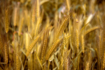 Rural field of yellow wheat. Plants close-up.