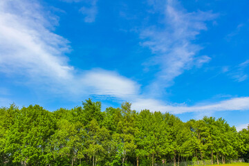 Blue sky with chemical clouds chemtrails on sunny day Germany.