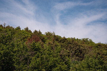 Forest top of trees against the blue sky.