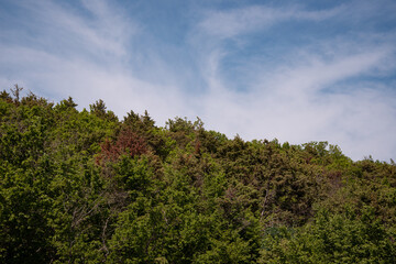Fototapeta na wymiar Forest top of trees against the blue sky.