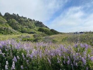 Fototapeta premium lavender field in region