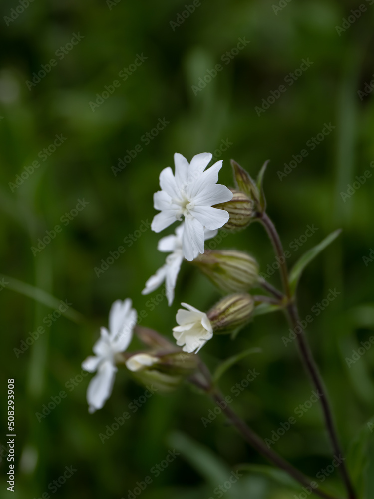 Sticker white flower in the garden