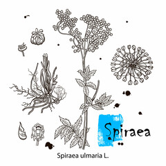 A picture shows branch of Nipponica Spiraea Plant. Leaves are small, pink, flat and having hairs on it and there is bunch of flowers at its apex. It is belongs to genus Spiraea, vintage