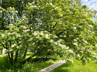 Blooming Sorbus aucuparia in Moscow at the beginning of summer