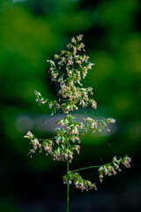 What may be Kentucky Blue Grass going to seed in our yard in Windsor in Upstate NY.  Letting grass go to seed in our yard.