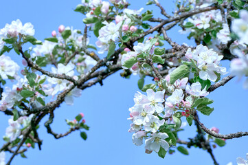 Blooming apple tree twig in springtime on a sunny day against blue sky.