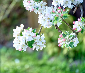 Blooming apple tree twig in springtime on a sunny day.