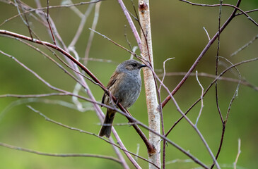 Dunnock on a bare branch