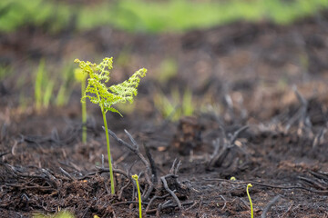 Young fern growing on a burnt heath after fire