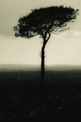 Lone Pine with coastal background