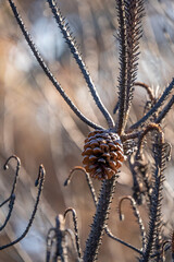 Pinecone in a burnt woodland