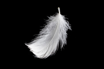 white feather of a goose on a black background