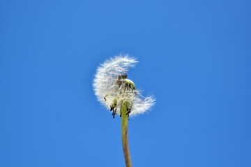 dandelion head with seeds against blue sky