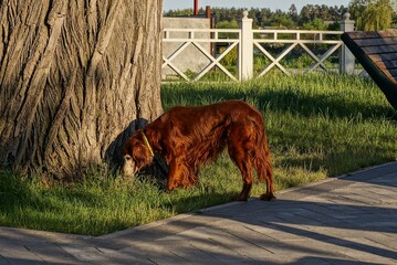 one red dog Irish red setter stands on a gray pavement and green grass near a tree in the park