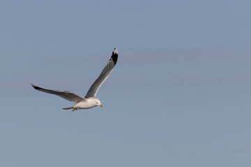 Sea gull flying with neutral sky background