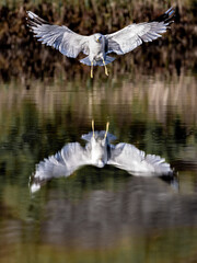 Sea gull with spreaded wings and reflection in water.