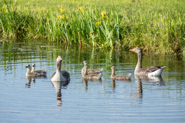 Close up watchful swimming family Greylag Goose, Anser anser, with chicks swimming between them in a ditch between lush green meadows and bow waves around their floating bodies
