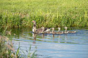 Close up watchful swimming Greylag Goose, Anser anser, with chicks swimming behind it in a ditch between lush green meadows and bow waves around their floating bodies