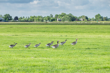 Obraz na płótnie Canvas Close up watchful in goosebumps fast walking family Greylag Goose, Anser anser, with chicks between them through a juicy green meadows with long grass against scenic background