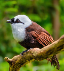 Obraz premium Sumatran laughingthrush is resting on a branch